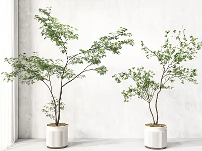Indoor Bonsai Plants In White Ceramic Pots With Green Foliage And Minimalist White Wall 3d model