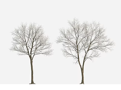 plant tree big tree winter tree winter plant snow tree 3d model
