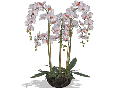 Bonsai Potted Plant with Pink and White Orchid Flowers Green Leaves and Dark Pot 3d model