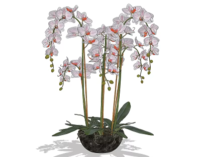 Bonsai Potted Plant with Pink and White Orchid Flowers Green Leaves and Dark Pot 3d model