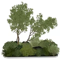 Lush Green Plants And Trees With Rocks In Natural Garden Setting
