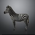 Zebra Standing With Distinct Black And White Stripes On Neutral Background
