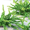 Green Shrubs With Lush Foliage And Various Sizes For Garden Landscaping