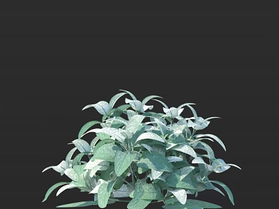 Lush Green Plants with Variegated Leaves Ideal for Indoor Home Decoration 3d model