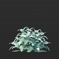 Lush Green Plants with Variegated Leaves Ideal for Indoor Home Decoration