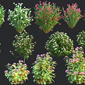 Various Types Of Flowering Shrubs With Colorful Blooms And Lush Green Foliage
