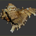 Unique Spiral Conch Shell With Spiked Edges Textured Surface And Brown White Hues