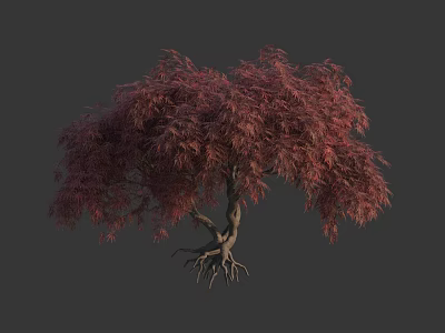 Lush Red Leaf Arbor With Spreading Canopy And Exposed Roots 3d model