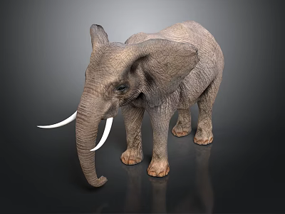 Gray Elephant With Long Tusks Standing On Dark Background With Reflection 3d model