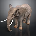 Gray Elephant With Long Tusks Standing On Dark Background With Reflection