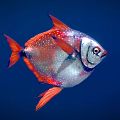 Vibrant Silver Red Fish With White Spots And Red Fins In Deep Blue Water