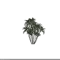 Cluster of Palm Trees with Lush Green Fronds and Tall Slender Trunks in Natural Landscape