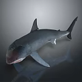 Large Grey Shark With Sharp Teeth And Strong Fins Swimming In Ocean Water