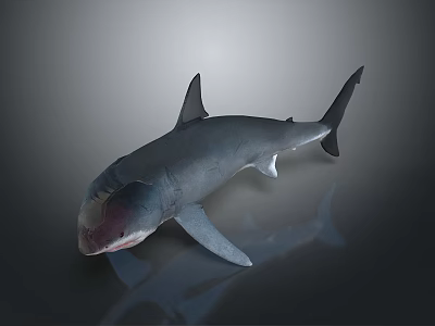 Large Grey Shark With Sharp Teeth And Strong Fins Swimming In Ocean Water 3d model Large Grey Shark With Sharp Teeth And Strong Fins Swimming In Ocean Water 3d model