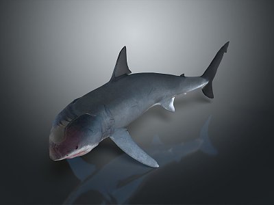 whale cartoon whale mammal marine mammal marine animal fish freshwater fish marine fish 3d model