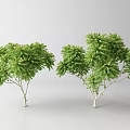 Two Arbor Trees With Lush Green Foliage And Natural Branch Design