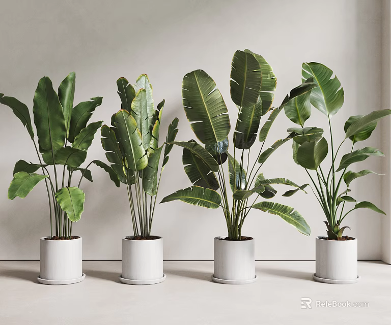 Potted Plants with Large Green Leaves in White Pots Modern Indoor 3d model 