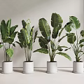 Potted Plants with Large Green Leaves in White Pots Modern Indoor