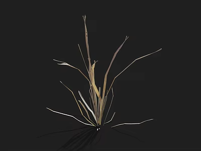 Slender Brown And White Grass Plant With Long Stems And Leaves On Black Background 3d model