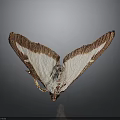 Close Up View Of Butterfly With Brown And White Wings On Gray Background