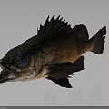 Realistic Fish with Large Blue Eyes Open Mouth and Spiky Dorsal Fin
