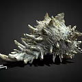 Spiky Marine Shell Specimen with 1cm Scale Isolated on Black Background 3d model