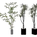 Three Indoor Potted Plants With Lush Green Leaves In White And Black Planters