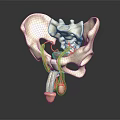 Realistic 3D Model of Human Pelvis Organs and Hair Structure with Anatomical Details