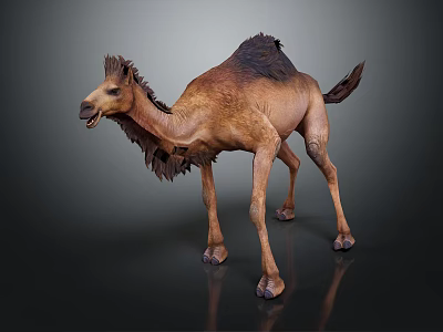 Brown Dromedary Camel With Shaggy Fur Standing On Dark Shiny Surface 3d model