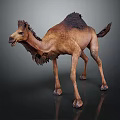 Brown Dromedary Camel With Shaggy Fur Standing On Dark Shiny Surface
