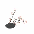 Elegant Black Ceramic Vase With Blooming Pink Cherry Blossom Branches And Delicate Flowers