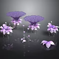 Purple Lotus Flowers with Large Leaves and Small Petals on Dark Background with Reflections
