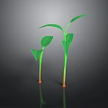 Green Seedlings with Stems and Leaves on Dark Background and Visible Reflections