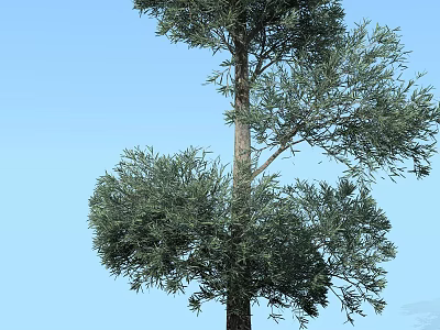 Tall Arbor With Lush Green Foliage And Clear Blue Sky Background 3d model