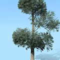 Tall Arbor With Lush Green Foliage And Clear Blue Sky Background