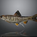 Vibrant Spotted Fish With Distinctive Brown Orange Body And Colorful Fins