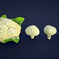 Fresh Cauliflower with Green Leaves and Different Sizes on Dark Background
