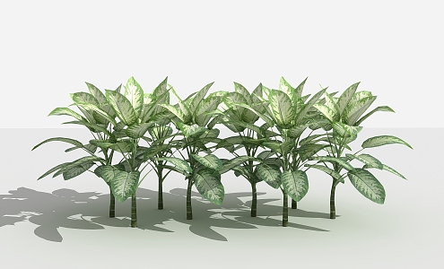 Modern shrub zebra evergreen 3d model