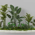 Garden Landscape Circular Design With White Stone Border Tropical Plants Large Leaves Shrubs White Pebbles