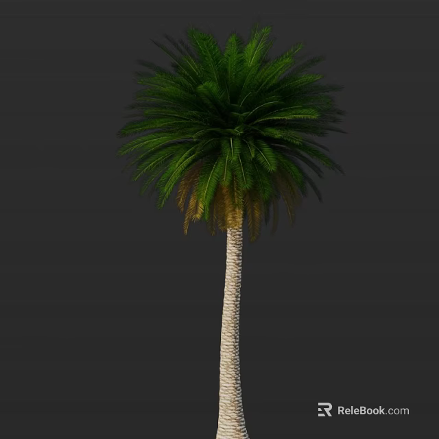 Tall Palm Tree With Lush Green Fronds And Smooth Light Trunk 3d model 
