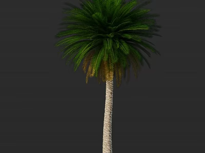 Tall Palm Tree With Lush Green Fronds And Smooth Light Trunk 3d model