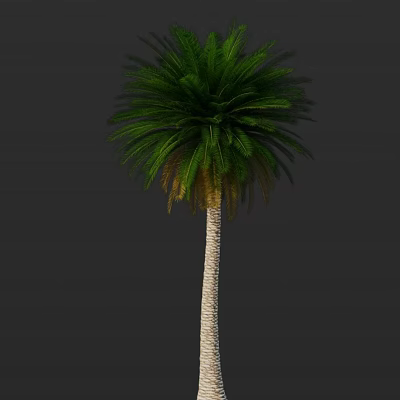Tall Palm Tree With Lush Green Fronds And Smooth Light Trunk 3d model