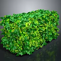 Lush Green Cube Shaped Plant Hedge With Dense Foliage And Trimmed Leaves