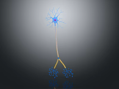 Neuron Brain Cell Structure With Dendrites Axon And Cell Body 3D Rendering 3d model