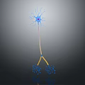 Neuron Brain Cell Structure With Dendrites Axon And Cell Body 3D Rendering 3d model