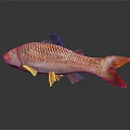Red Orange Aquatic Fish with Shiny Scales Vibrant Fins on Gray Background and Reflection