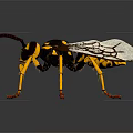 Detailed Yellow Black Flying Insect 3D Model With Transparent Wings Long Legs And Segmented Body