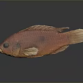 Red Aquatic Fish With Vibrant Coloration Detailed Scales Fins And Reflection In Still Life