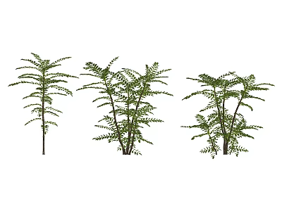 Natural Green Fern Plants with Feathery Fronds and Slender Stems in Clusters 3d model