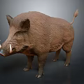 Wild Boar With Brown Fur And White Tusks Standing On Dark Background